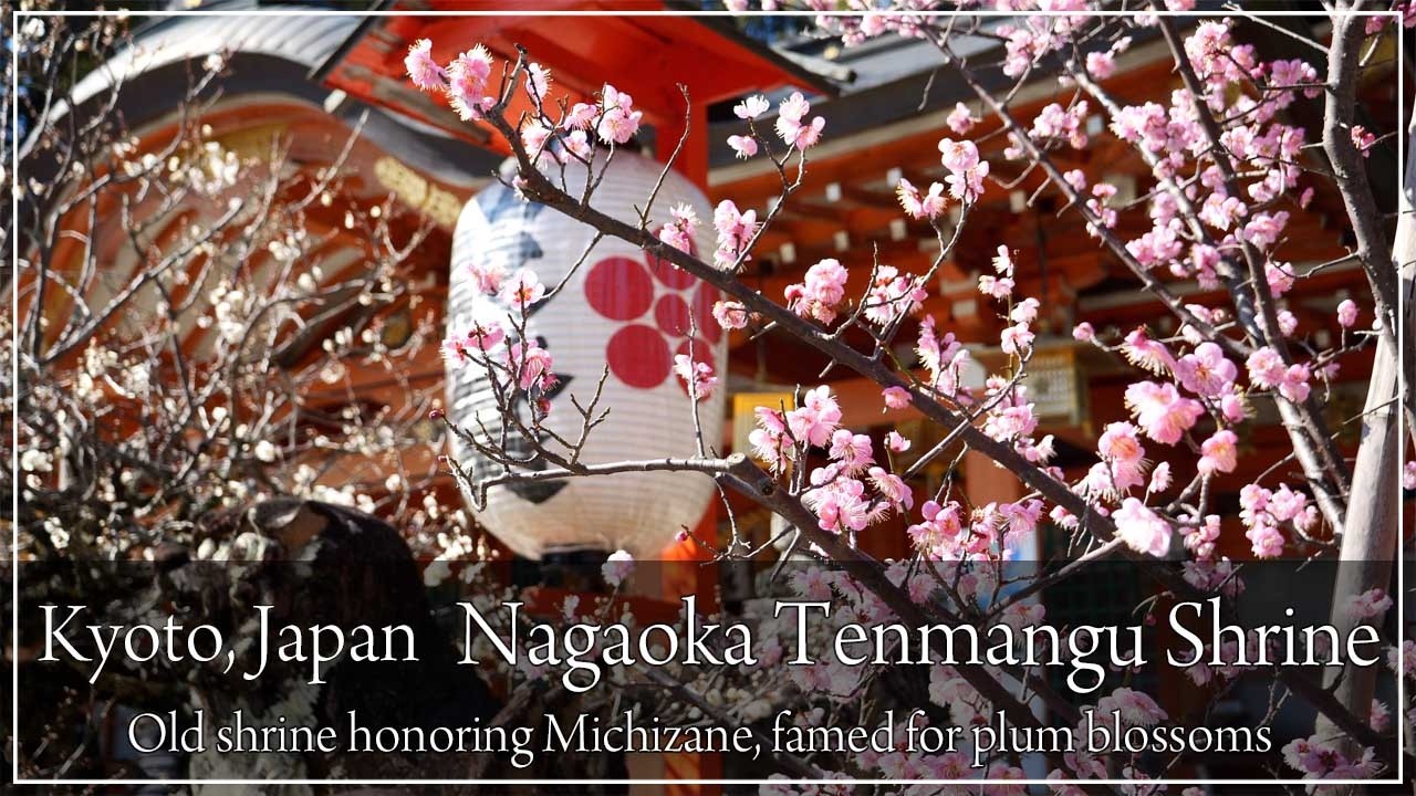 An ancient shrine founded in the 10th century. The plum blossoms were at their best.