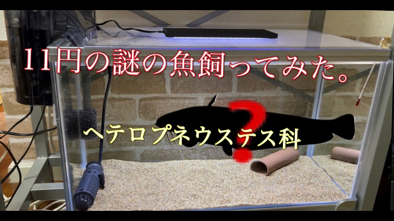 52cm水槽立ち上げ。ヤフオクで正体不明の毒ナマズが11円でした。