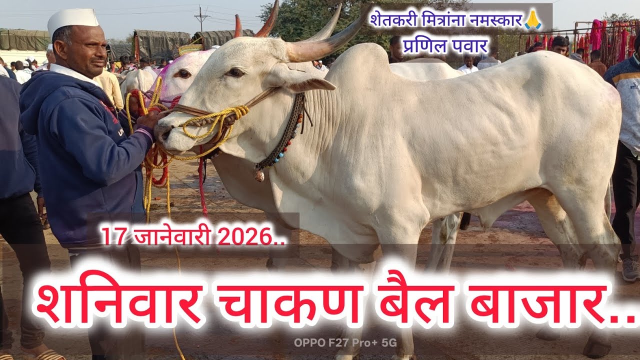 शनिवार चाकण बैल बाजार. 17 जानेवारी 2026.. Chakan  bail bazar.. Chakan..