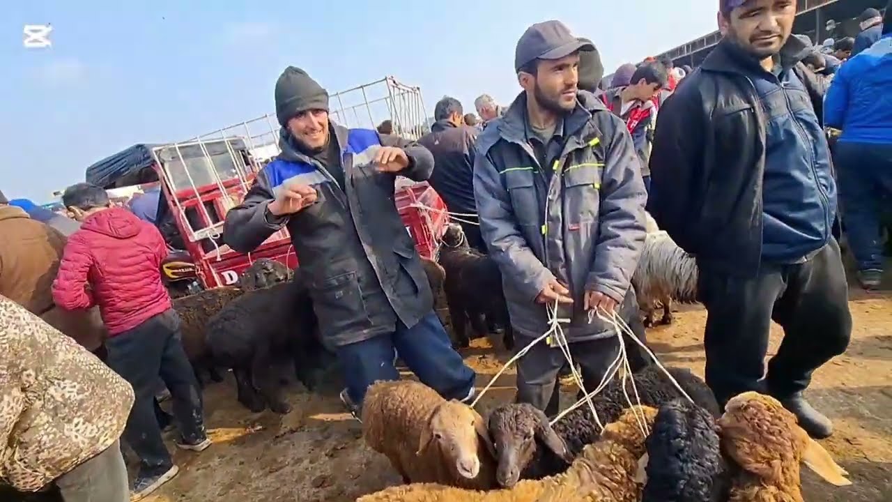 🤦‍♂️ БИЗНЕСМЕНҲОРО ҲАҚОРАТ НАКУНЕД! Нархи хуроки чорво қимат шуд— ҳақиқати молбозор