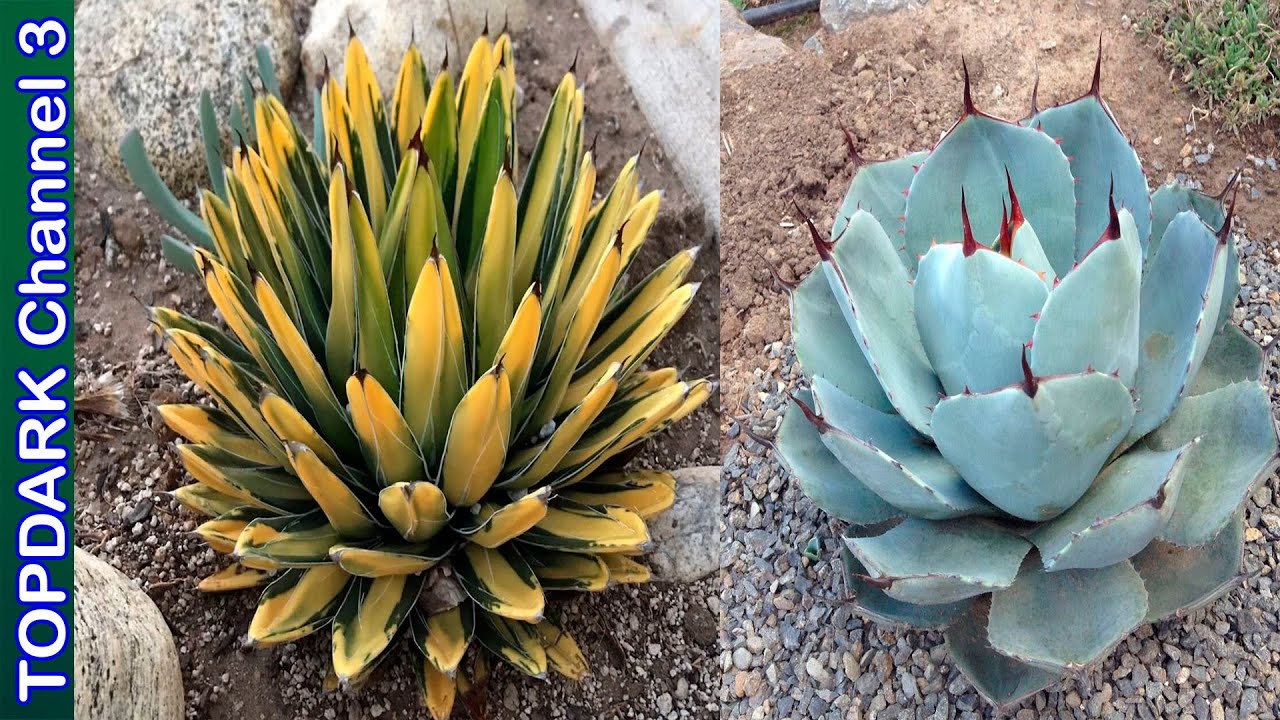 15 Agaves ornamentales  mas hermosos
