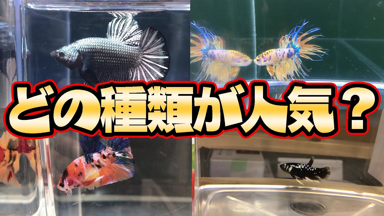 【種類別】平安ベタ人気ランキング2021