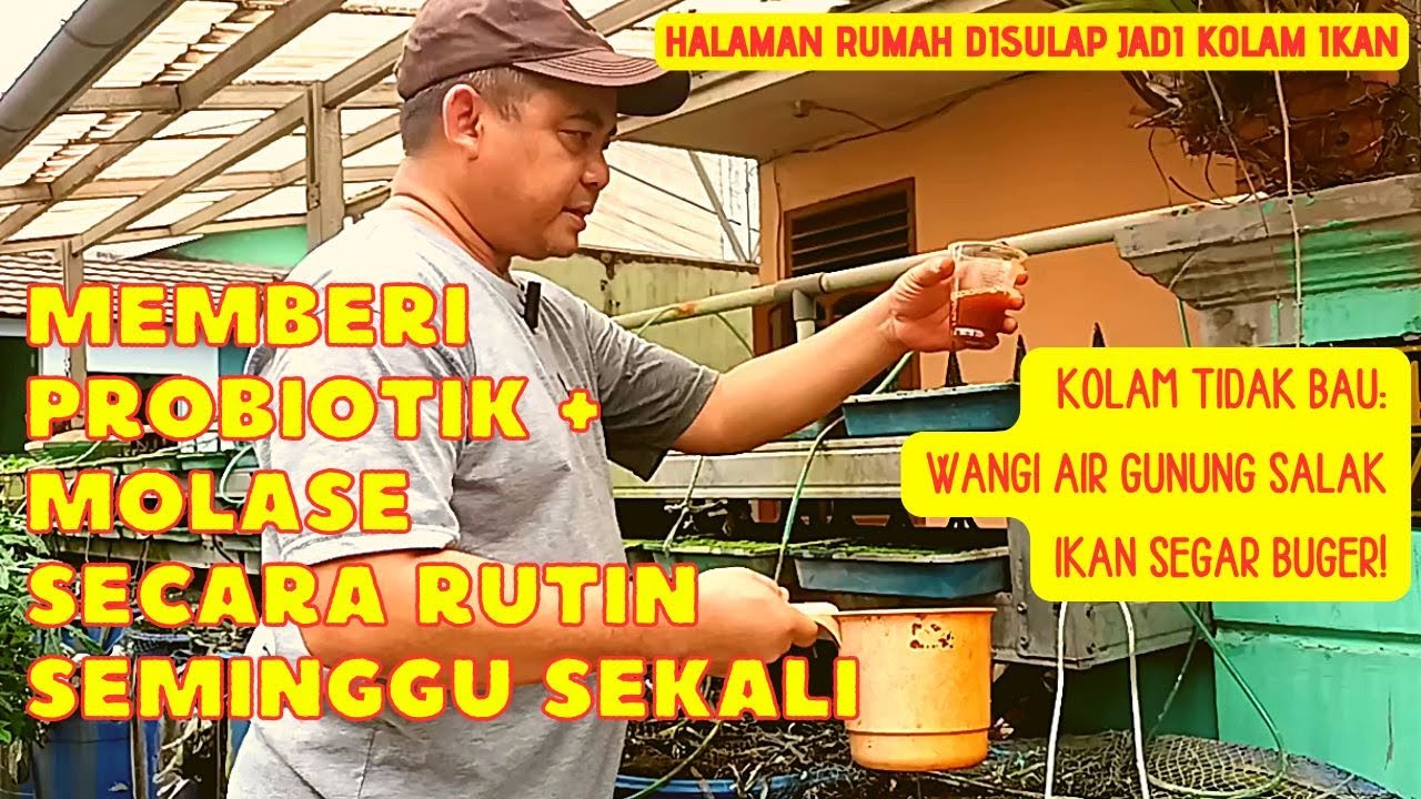 BIOFLOK ! MEMBERI PROBIOTIK & MOLASE SEMINGGU SEKALI, AIR KOLAM TIDAK BAU & IKAN SEHAT SEGAR BUGER!