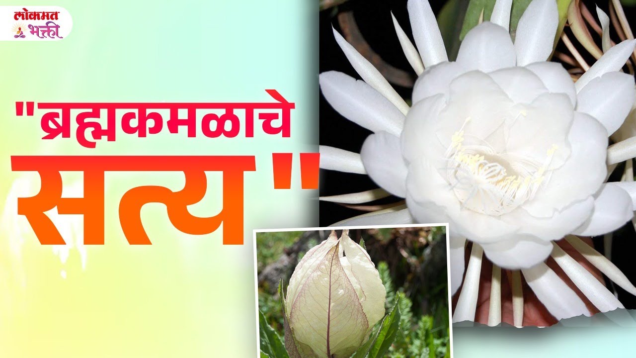 Brmhkamalachi Sampurn Mahiti, Labh, Upayog , Kase Lavave? | KA3 | #BrahmaKamalInformation