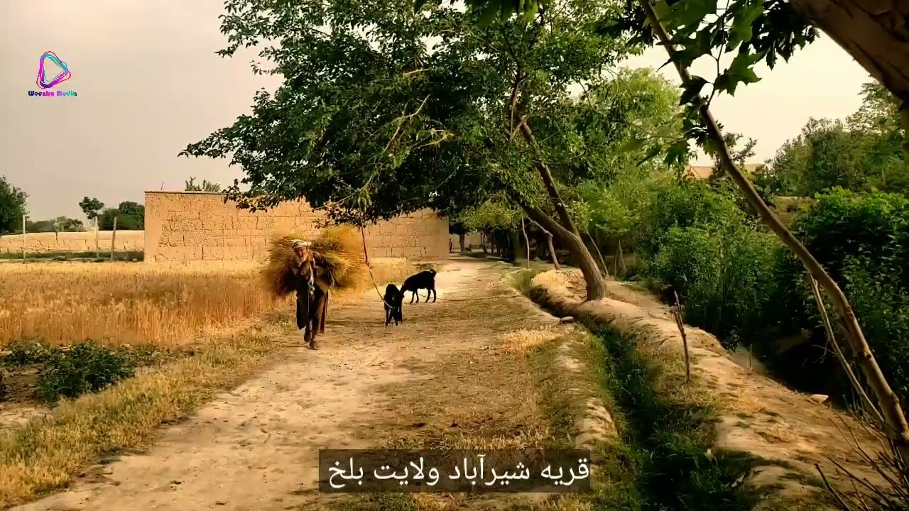 طبیعت زیبای قریه شیرآباد ولایت بلخ و حاصلات زیاد زراعتی|توت و دوغ مزه دار