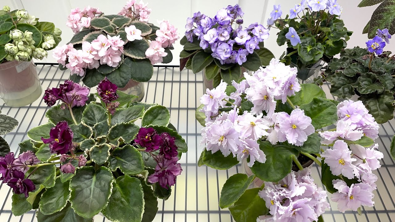 African Violets & Other Gesneriads in November 2024 - Part 1 – Standards