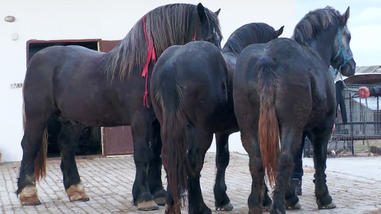 Caii lui Nelu Maioru de la Vicovu de Sus - Bucovina 2024