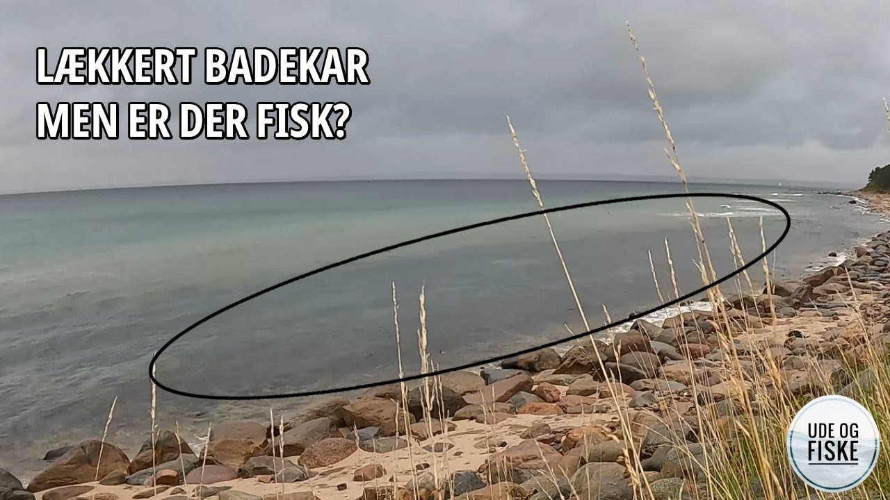 Finder jeg havørrederne ved Hornbæk Plantage?