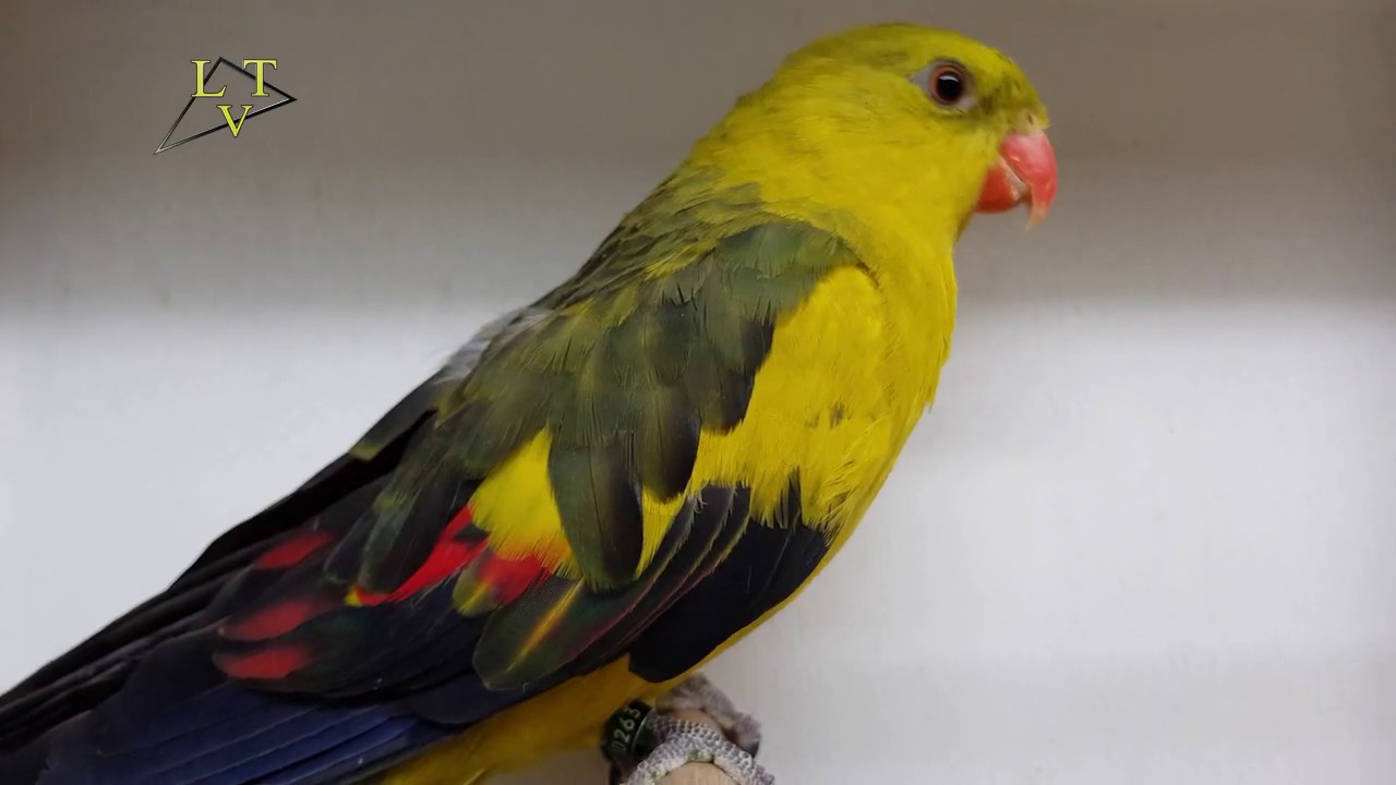 Vogeltentoonstelling Kleur en Zang 2019 Zeeland