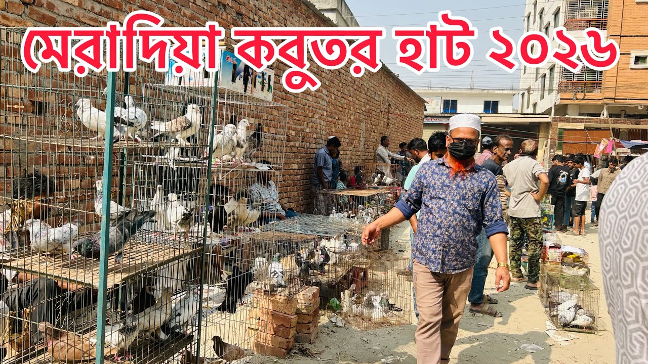 মেরাদিয়া কবুতর হাট ২০২৬ | Meradia Kobutor Hat 2026 | Pigeon Market In Bangladesh | 