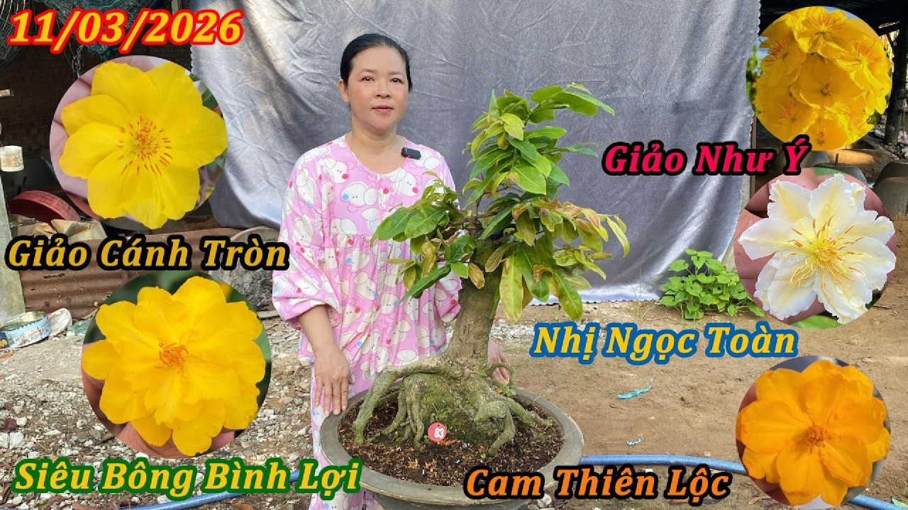 Mai Giống, Mai Chơi Tết Cam Thiên Lộc, Giảo Cánh Tròn, Siêu Bông Bình Lợi... - Mai Vàng Phương Duy