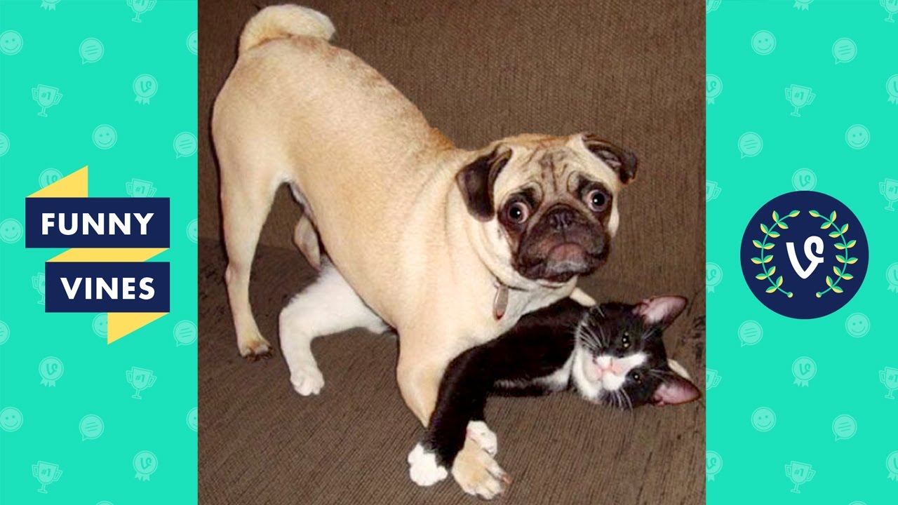 TRY NOT TO LAUGH or GRIN - Funny Animals Vines Compilation 2017 | Funny Vines