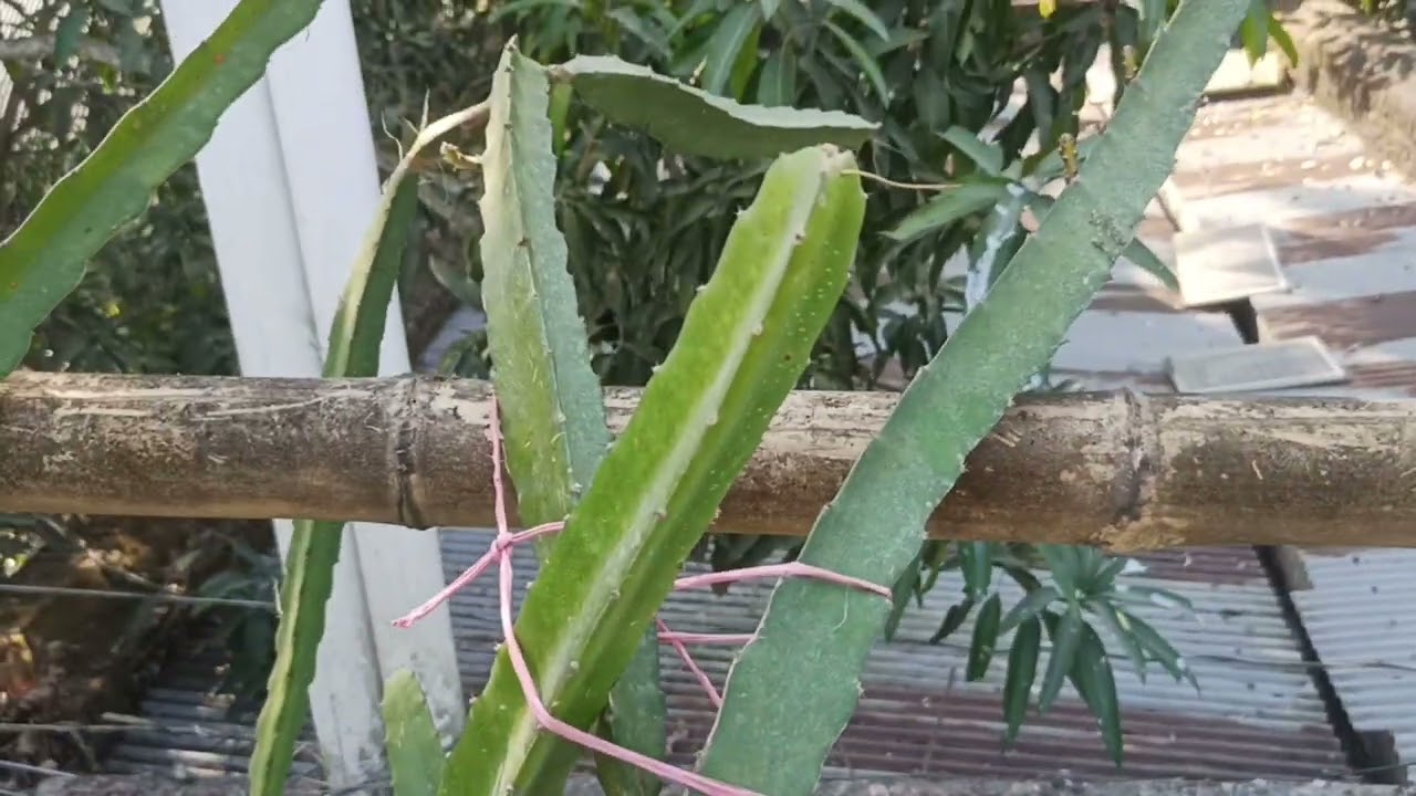 খাবার দেওয়ার পর ড্রাগন গাছে কি হলো দেখুন|| Shekh Garden|| #shekhgarden #garden #foryou #plant #viral