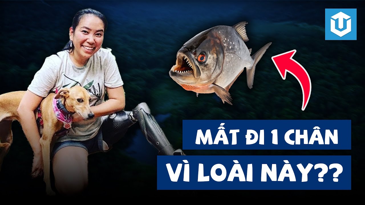 CÁC ĐỘNG VẬT KỲ DỊ VÀ NGUY HIỂM NHẤT AMAZON (THEO TỪNG GIỐNG LOÀI)