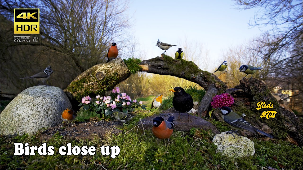 Birds for Cats to watch: Birds close up - 4K HDR - CATs tv