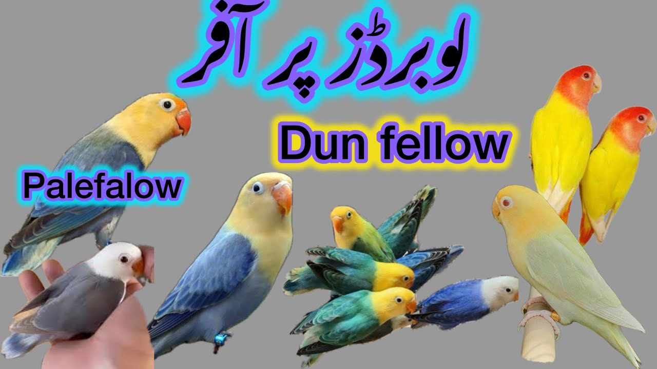 LOVEBIRD KI MARKET MEIN WAPSI / Birds Market Islamabad 11 September 2025 / Dunfellow / Opaline