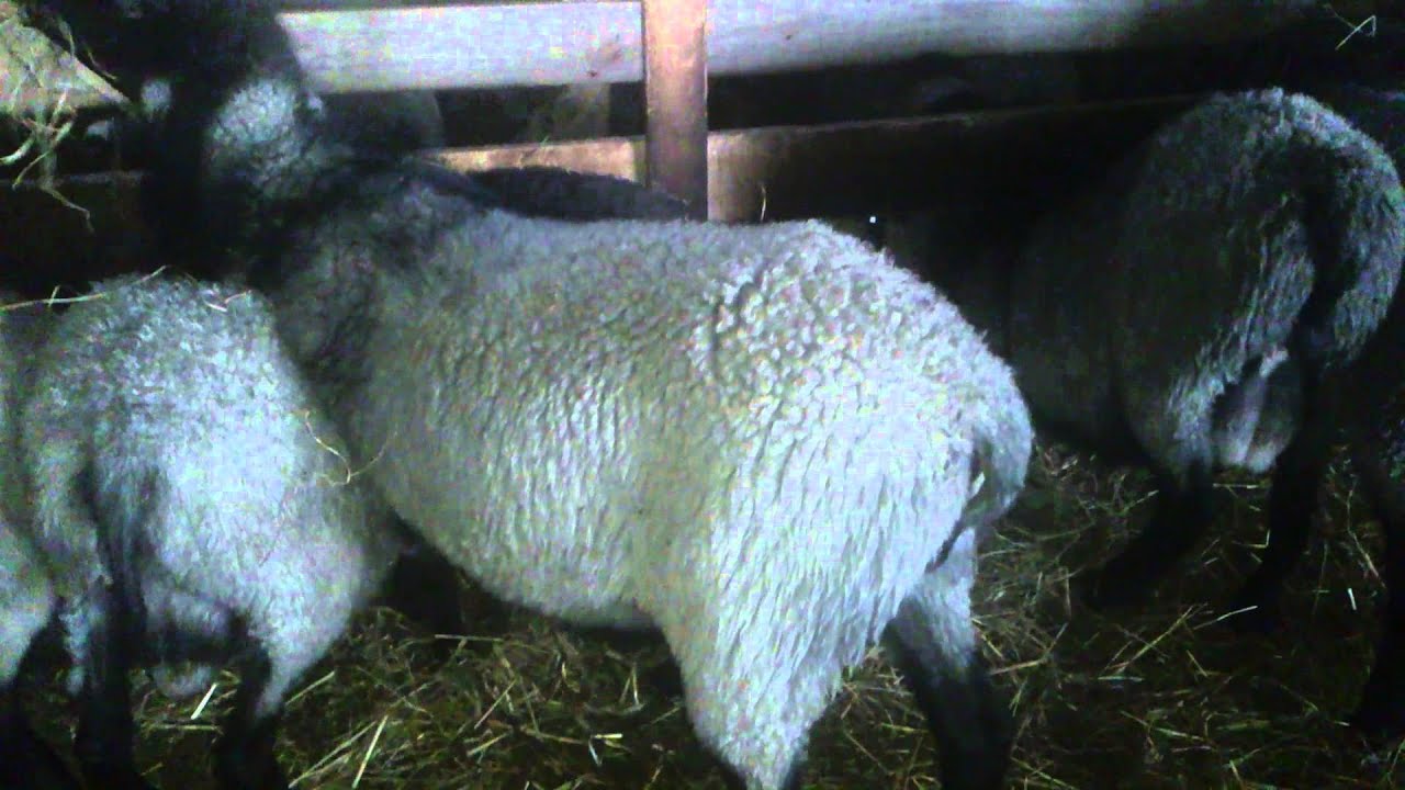 Vrhunski ovnovi Romanovske rase ovaca