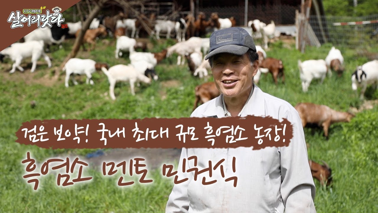 (전남 화순) 국내 최대규모 흑염소 농장주, 검은보약 흑염소 대중화를 위해 뛴다. ktv, korea tv, bts, goat, ranch (민권식, 28년차 귀농)(시즌3)