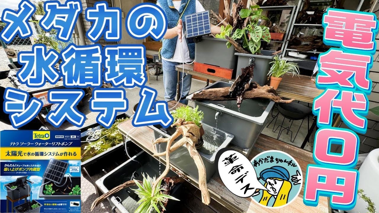 【めだか】電気代タダのソーラーパワーで水を循環される画期的な商品が発売されます（テトラのソーラーウォーターリフトポンプ初公開デス！メダカ飼育が楽しくなる！）