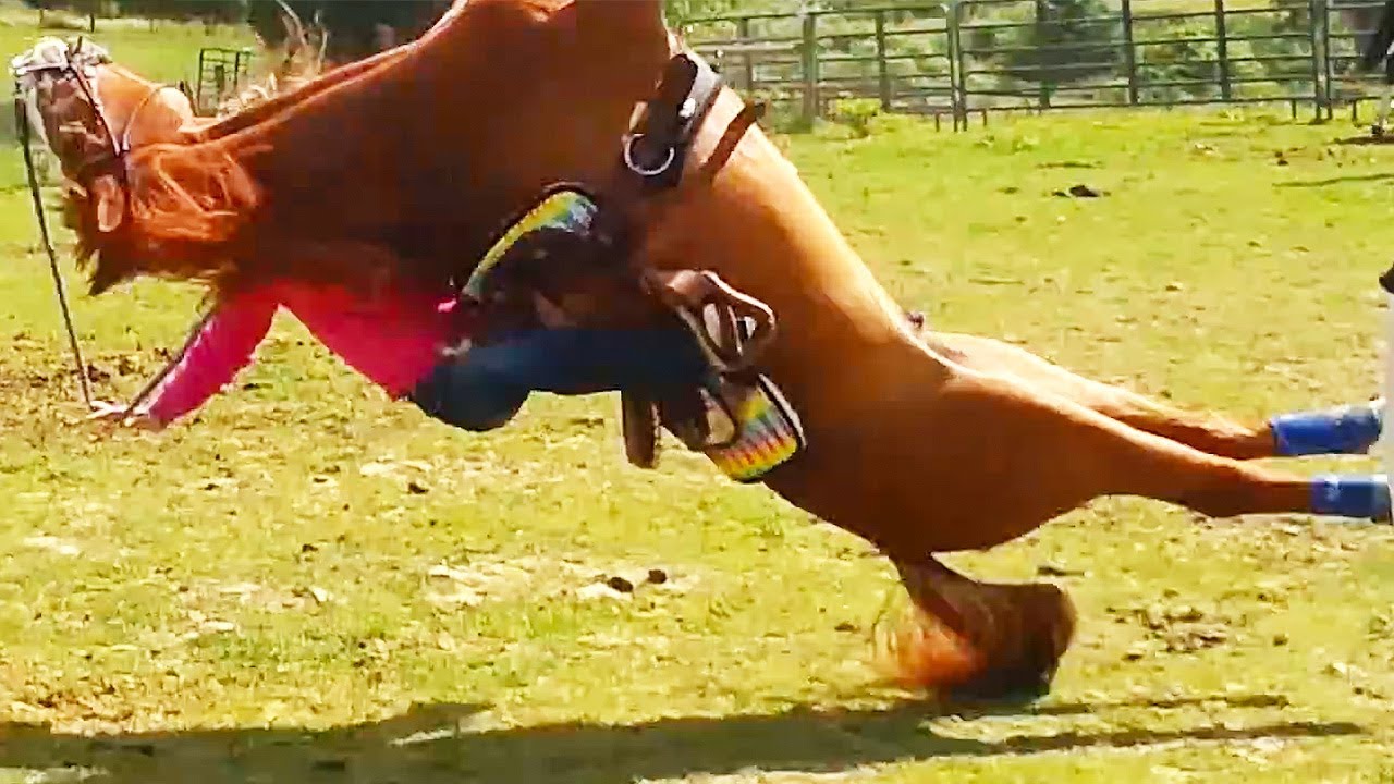 Ozzy Man Reviews: When Animals Fight Back #4