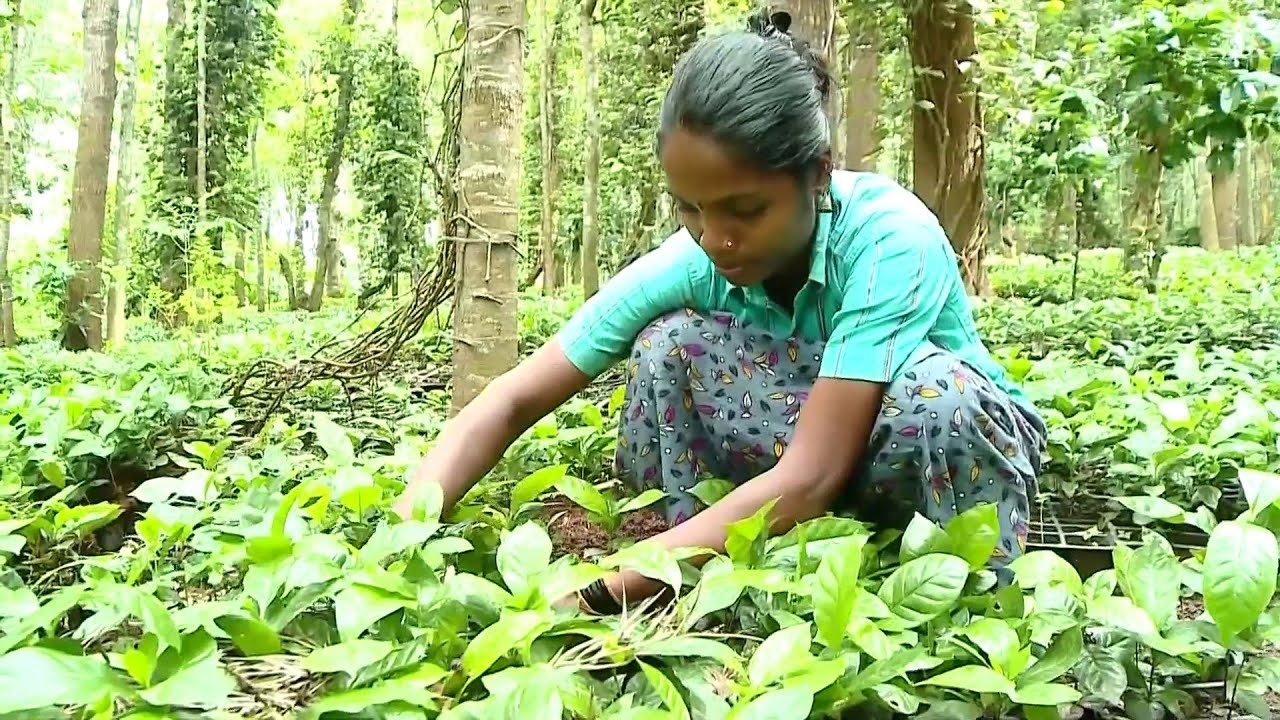 'വയനാടും ഇടുക്കിയുമൊക്കെയാണ് കാപ്പിക്കൃഷിക്ക് ഏറ്റവും അനുയോജ്യമായി പലരും കരുതിയിരുന്നത്' | Coffee