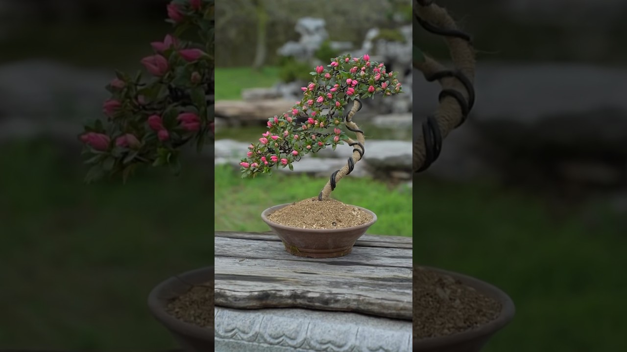 turn wildflowers into bonsai #bonsai #moutainlife #bonsaitree #bonsailife