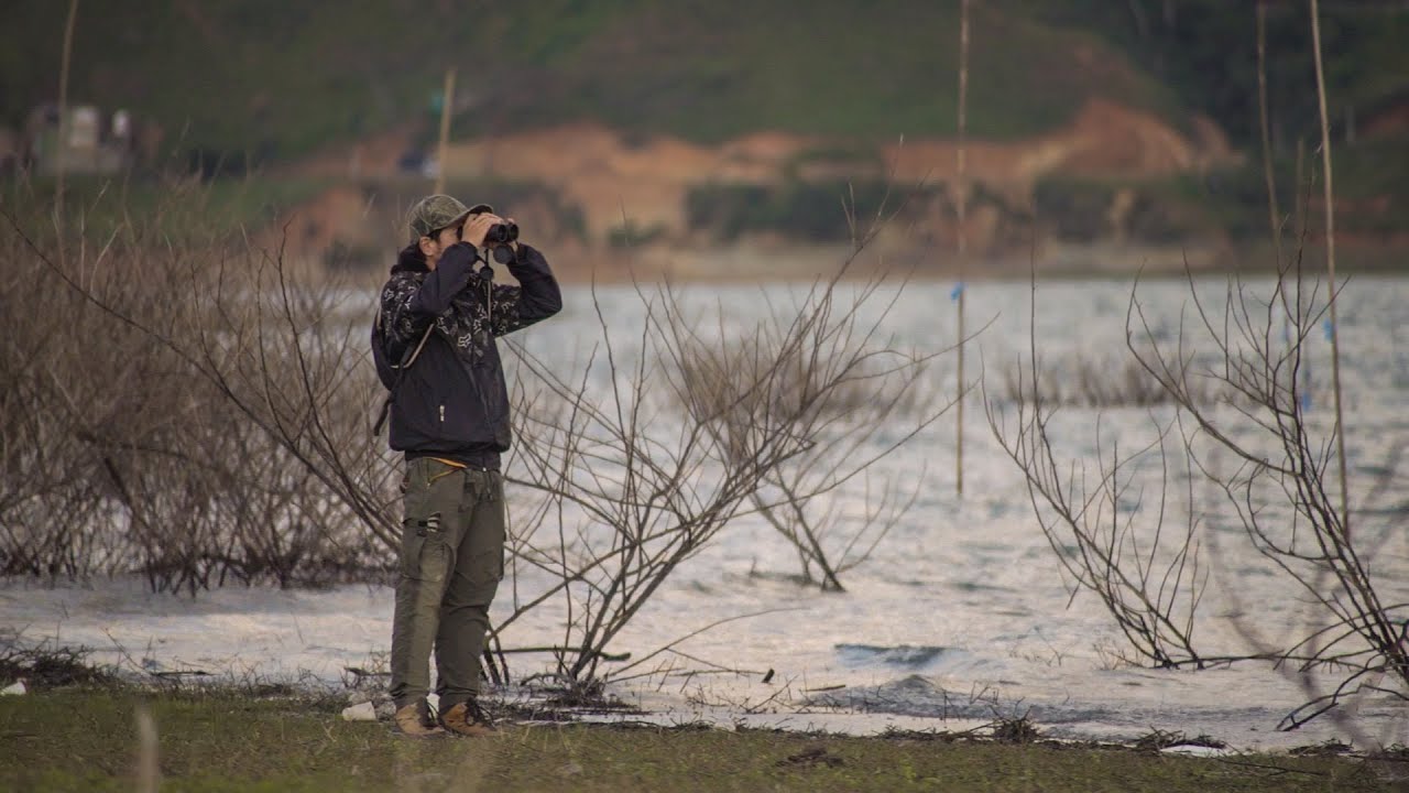 Calima Birding, avistamiento de aves en Calima, Valle del Cauca - Colombia