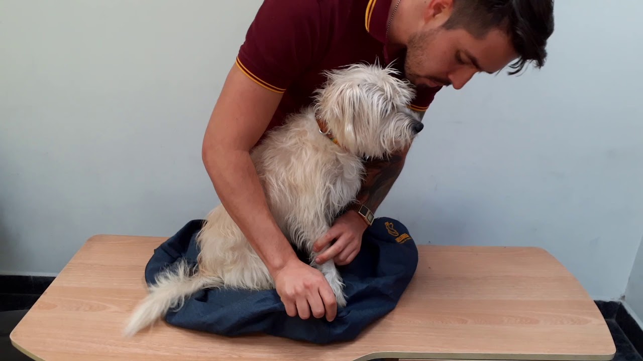 Como usar tu mochila para mascotas