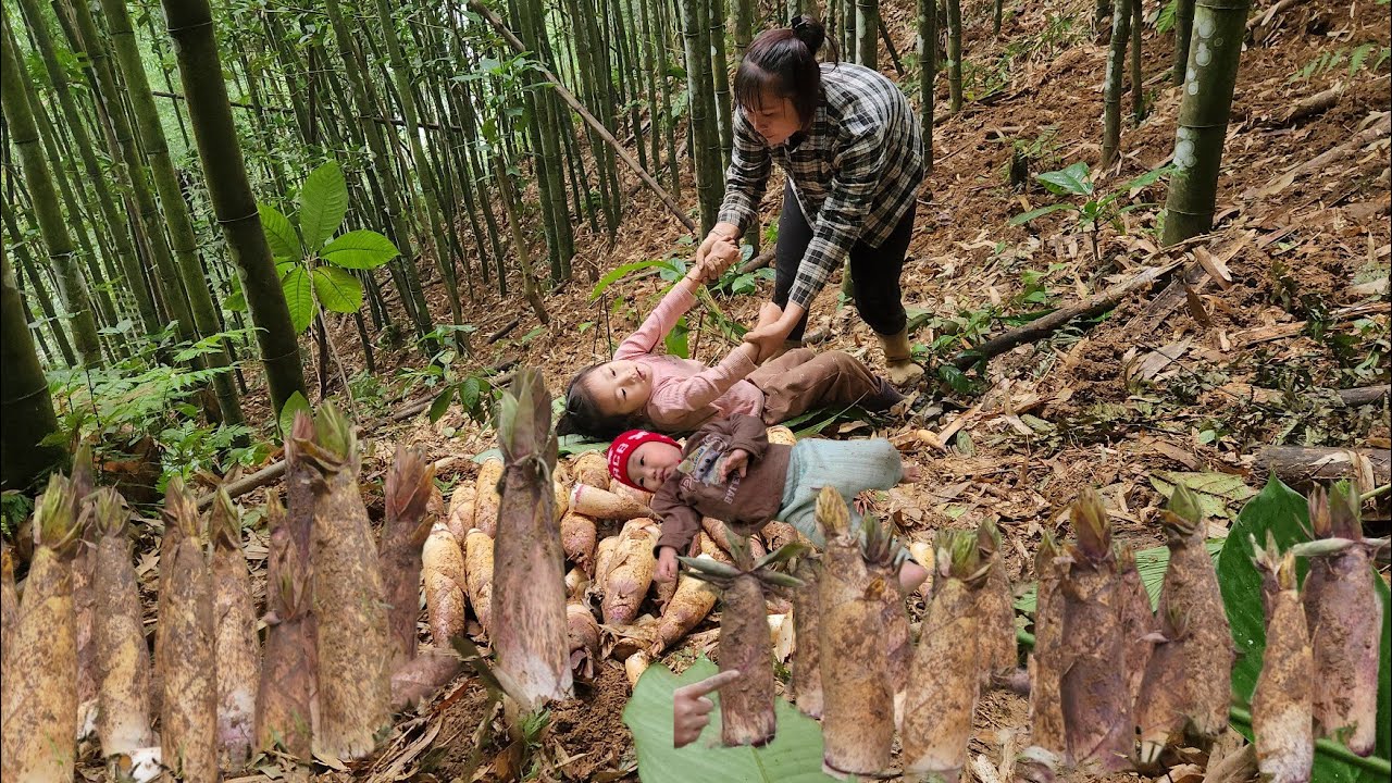 Harvesting the first bamboo shoots of the season to sell and cook with my daughter | Tương Thị Mai