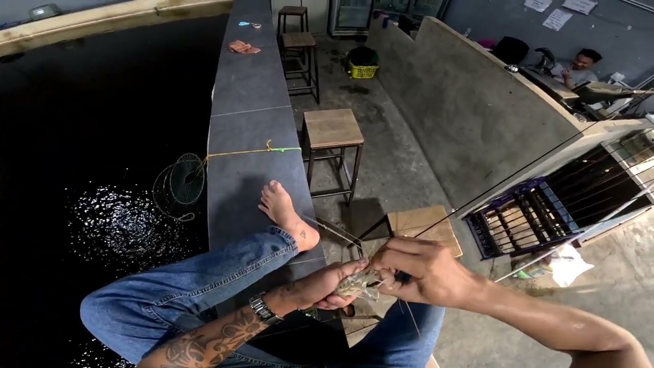 mancing kolam lagi,kali ini, udang mencari udang.(ini lah hasilnya,udang mencari udang)