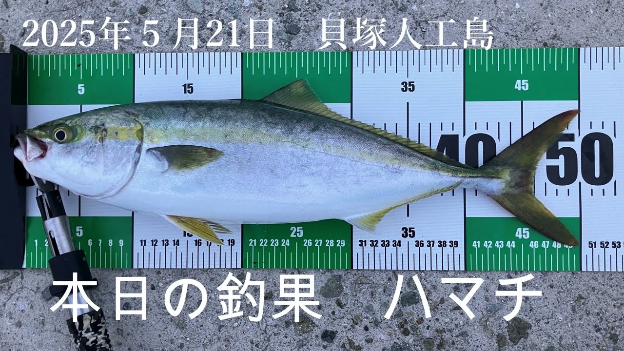 【貝塚人工島　ハマチ編】青物ショアジギング　ハマチの大好物ルアーでハマチの釣果