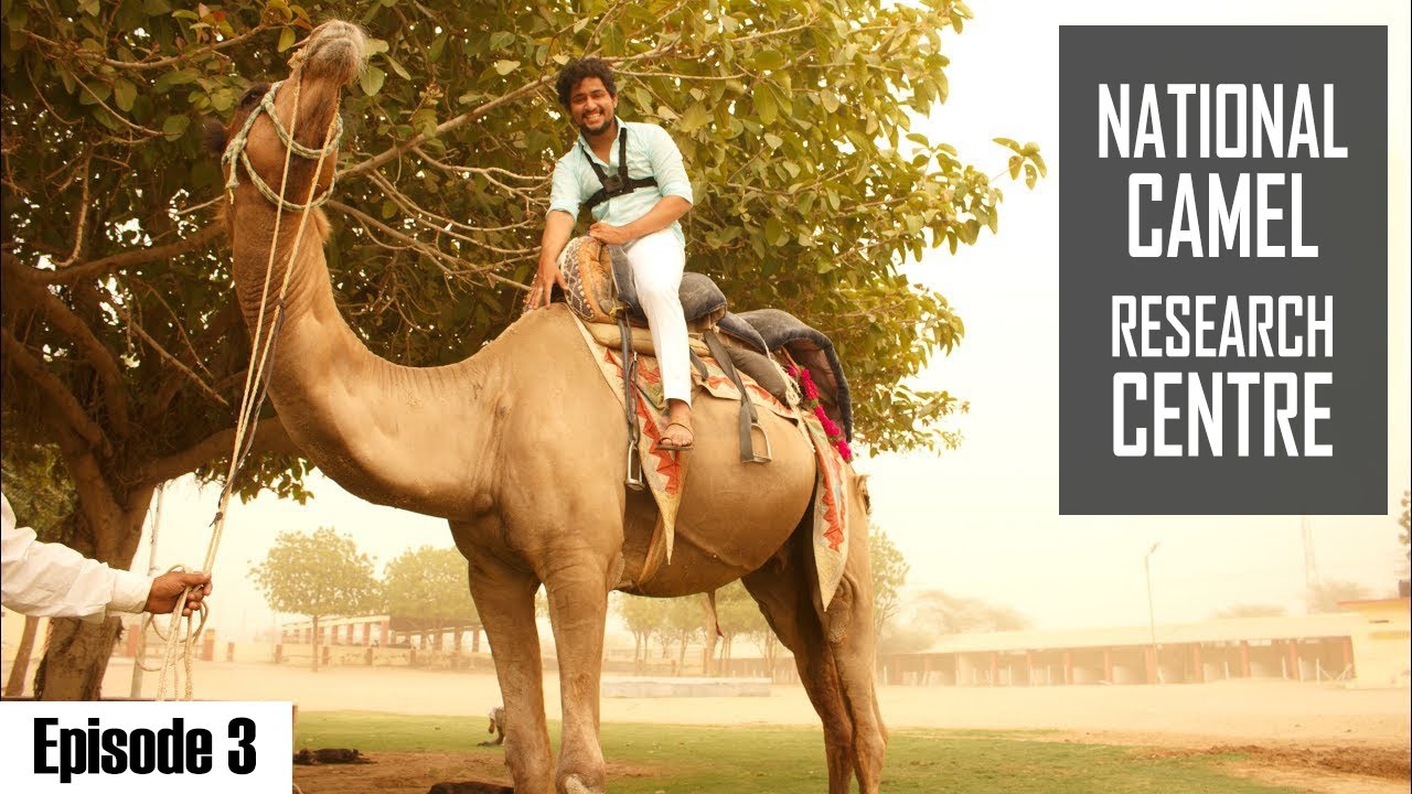 Bikaner- Camel Farm | The Ship of Thar Desert | Tour of Bikaner Ep:03 | #WhereDoWeGoNow