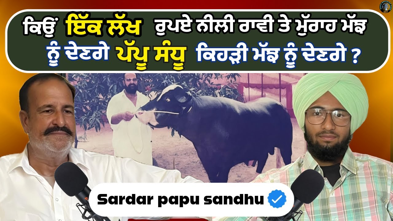 ਕਿਉਂ ਨੀਲੀ ਰਾਵੀ ਮੱਝ ਨੂੰ ਪੱਪੂ ਸੰਧੂ ਦੇਣਗੇ 1 ਲੱਖ ਰੁਪਏ ਇਨਾਮ|Neli Ravi Breeder|Neli Ravi Breeding |