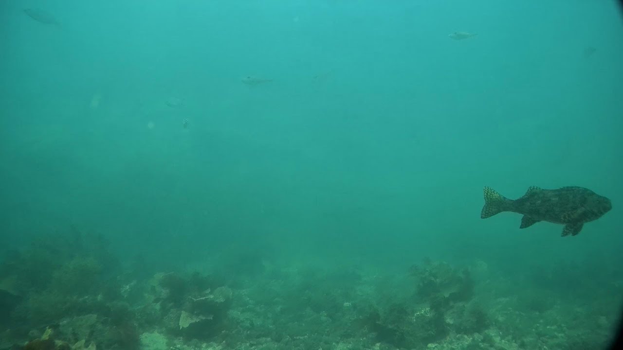 Wollongong and Kiama Harbours.