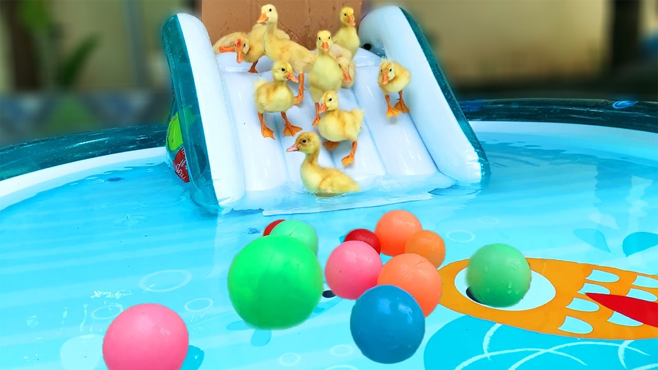 Vịt Con Tập Bơi Trong Bể Phao C&ocirc;ng Vi&ecirc;n Nước Mini | Thu Bill TV