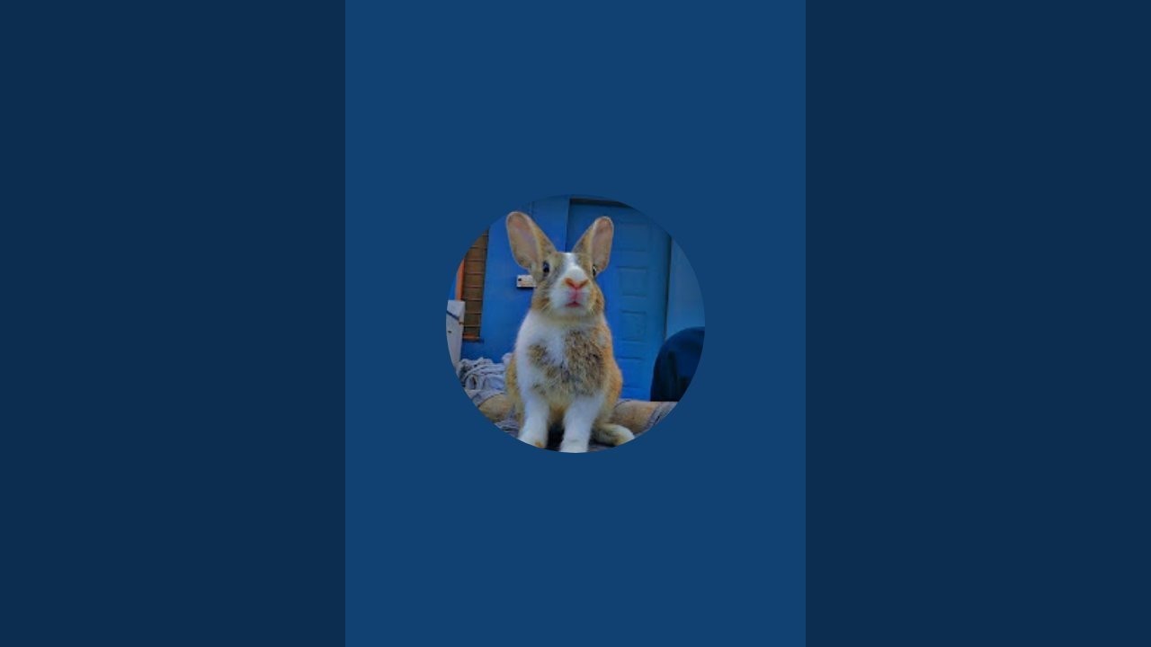 Rabbits🐰 is live!