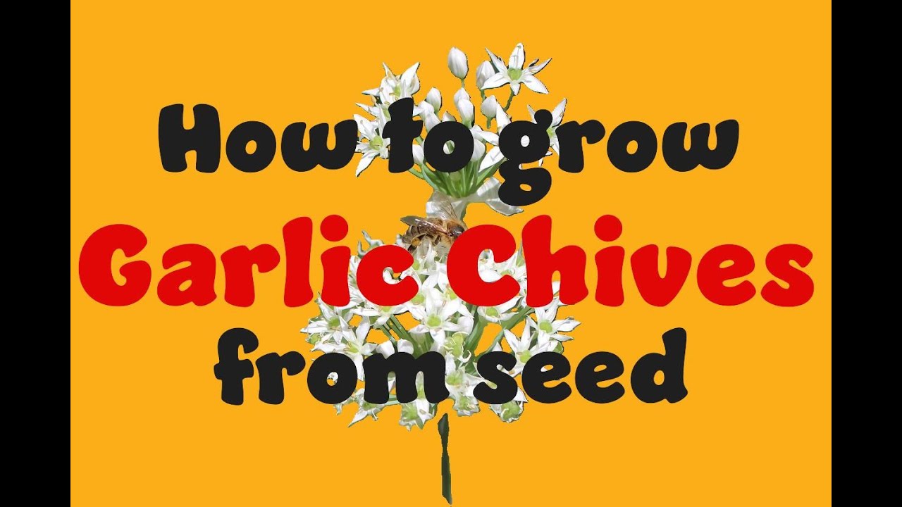 How to grow Garlic chives from seed