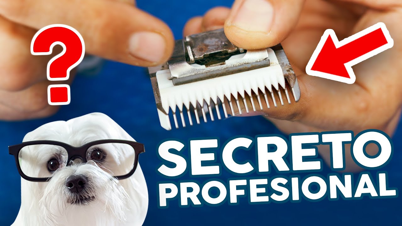 ¿PLÁSTICO? 😧 ¡Estas son LAS MEJORES CUCHILLAS de PELUQUERÍA CANINA!