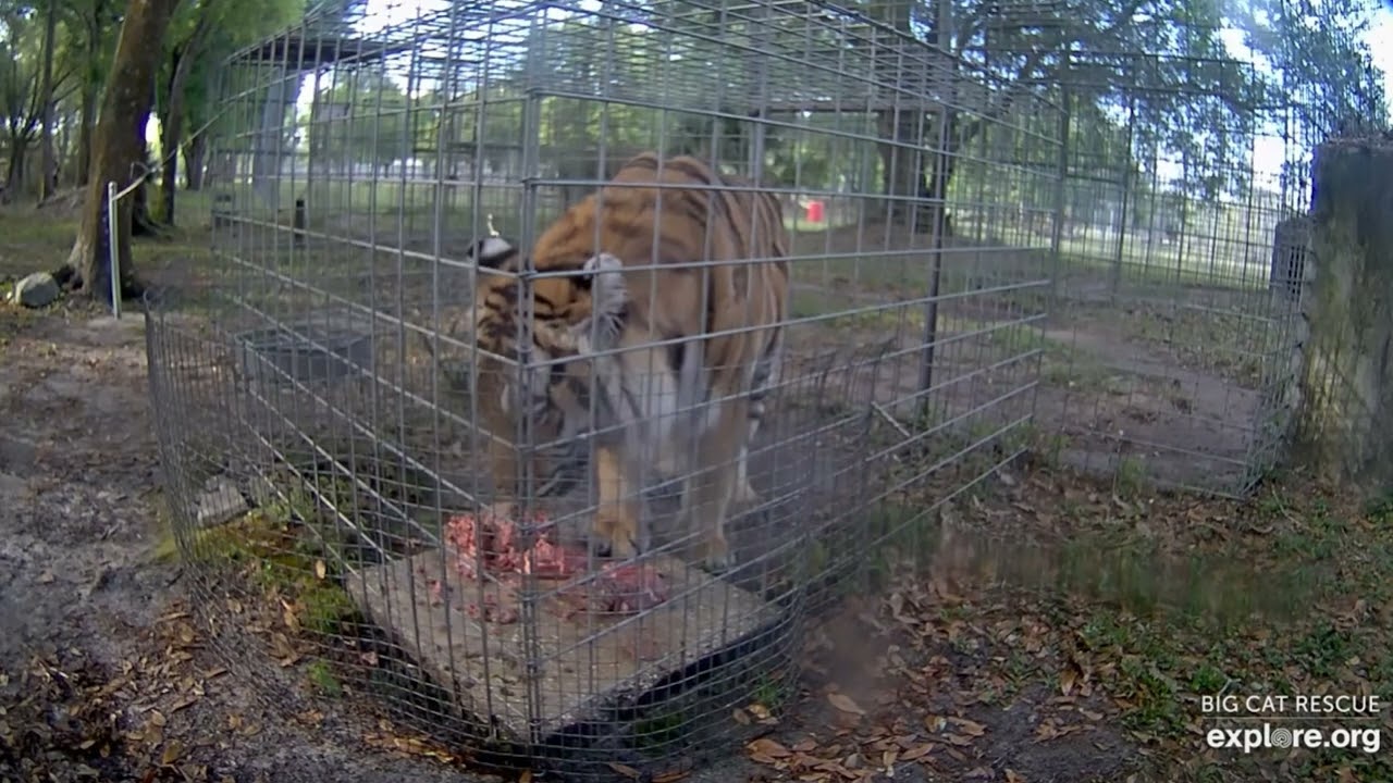 Not a member of the clean plate club. Aria tiger at Big Cat Rescue.