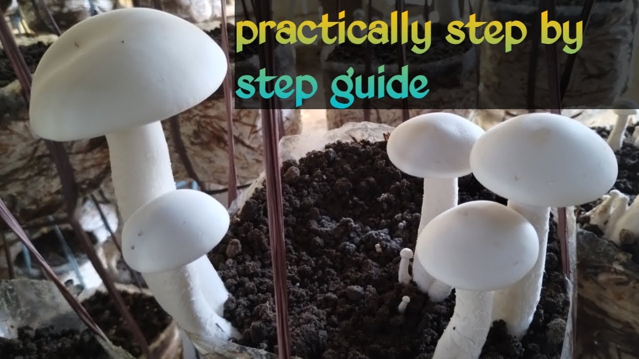 Milky mushroom production ki practical knowledge