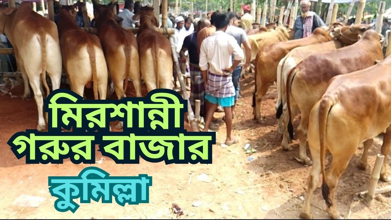@আজ বুধবার  - মিরশান্নী গরুর বাজার।২য় পর্ব।  ১৪/০৫/২০২৫ ইং।