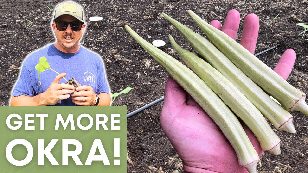 Harvest More Okra Per Plant with These!