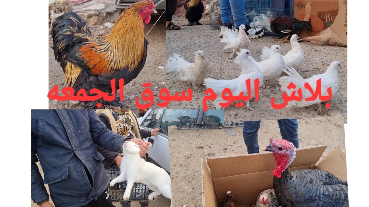 سوق الجمعه لبيع وشراء الطيور وكافه الحيوانات  قضاء حديثه محافظة الانبار 2023/1/6