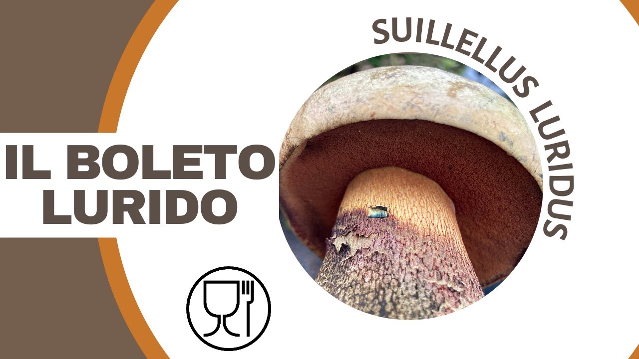 Il Boleto Lurido: come riconoscerlo e distinguerlo dal Boletus erythropus