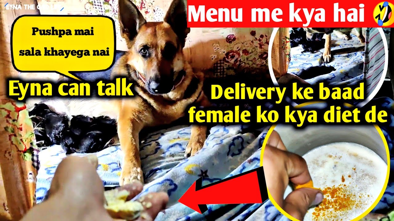 Female dog ko delivery ke baad kya diet de ? | eyna can talk | funny video | eyna ke puppies 😍