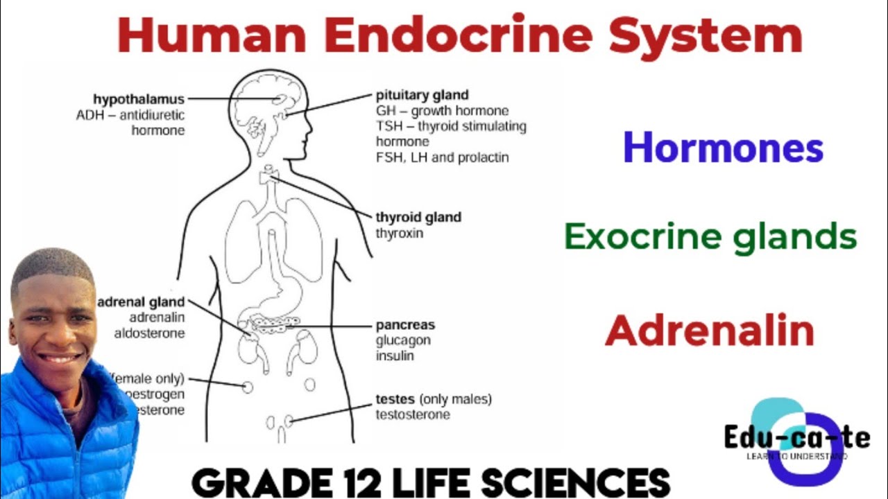 Human Endocrine System - Grade 12 Life Sciences