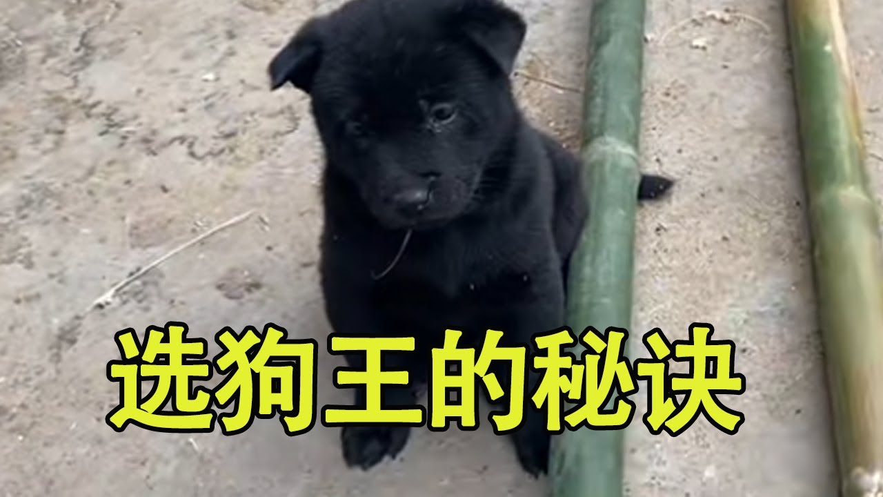 中华田园犬，五虎争霸，出狗王 #五黑犬#中华田园犬