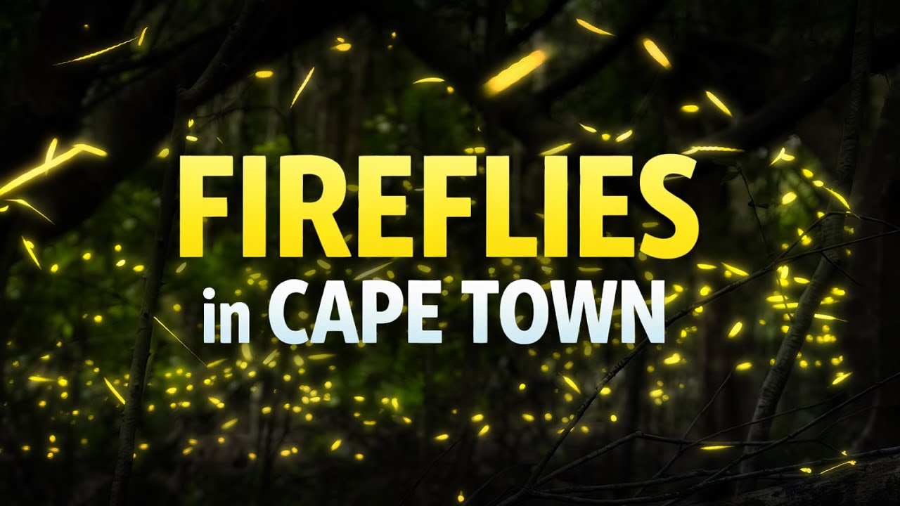 The Magic of Fireflies in Cape Town