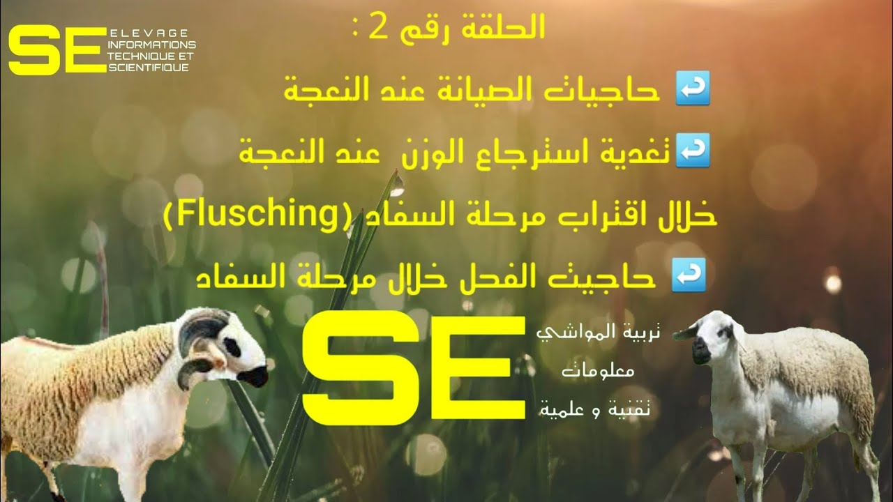 حاجيات الصيانة عند النعجة / تغدية استرجاع الوزن  عند النعجة/حاجيات الفحل خلال مرحلة السفاد(الحلقة 2)