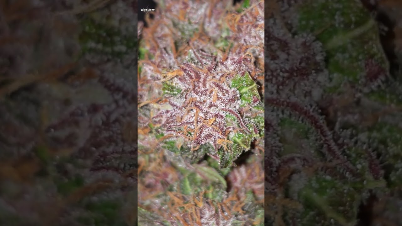 Lemon cherry cookies auto | FastBuds | #fastbuds #spiderfarmer #cannabis